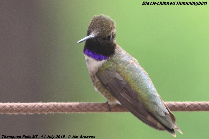 Black-chinned Hummingbird - ML353773771