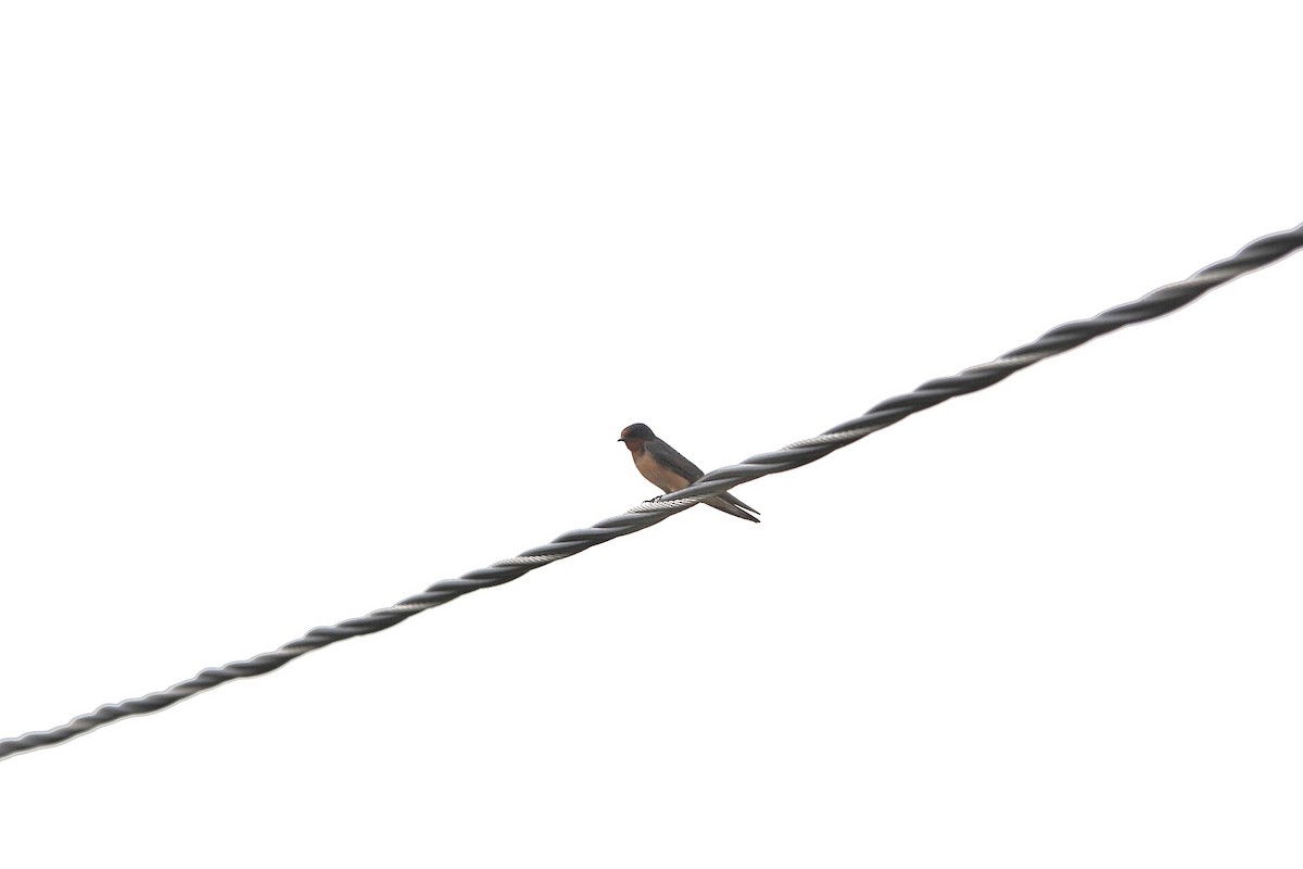 Barn Swallow - ML353774561