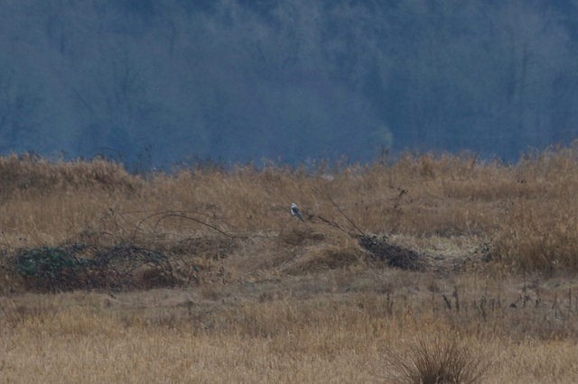 White-tailed Kite - ML35377561