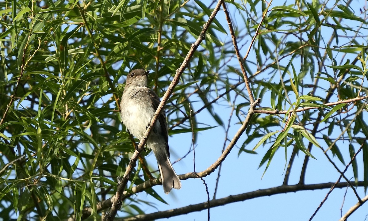 Eastern Phoebe - ML353776301