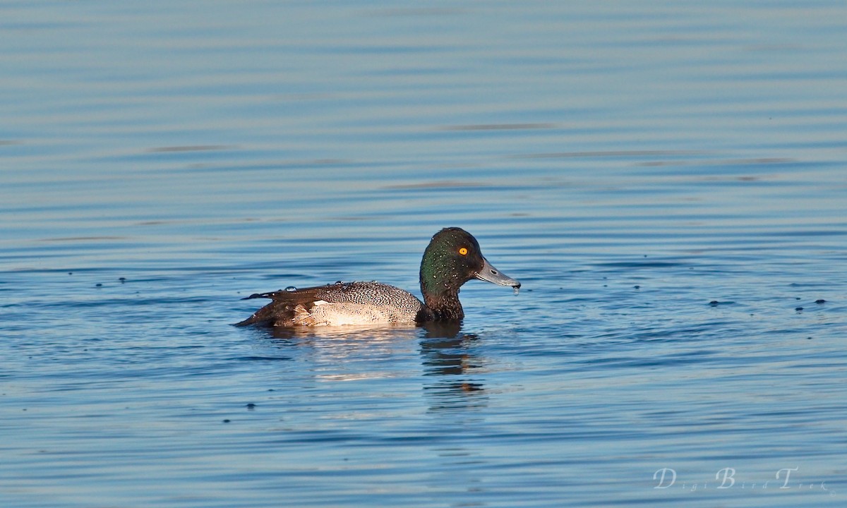 Porrón Bastardo - ML35377641