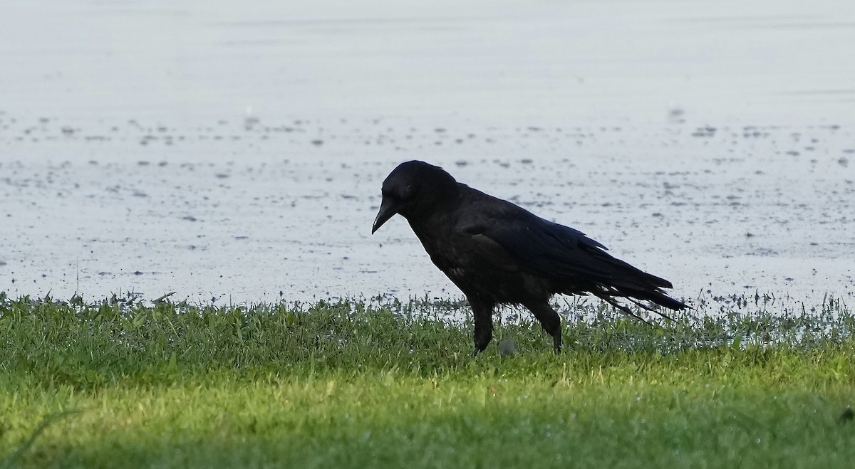 American Crow - ML353778041