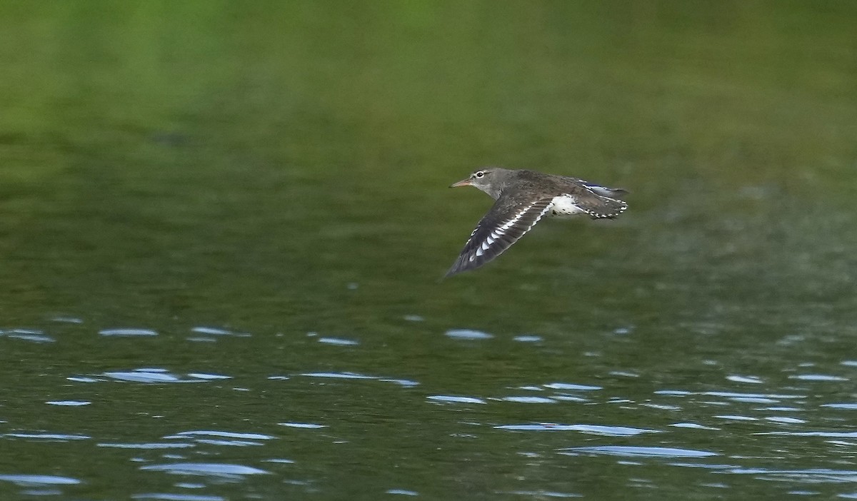 Spotted Sandpiper - ML353778421