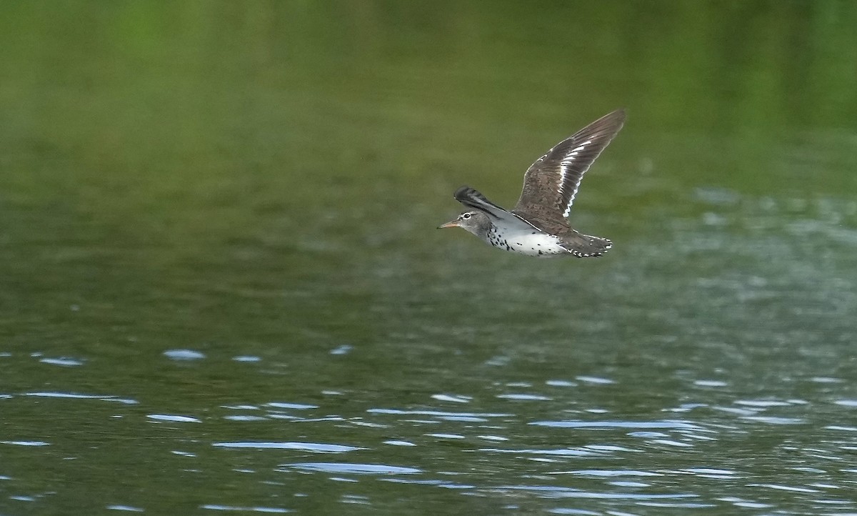 Spotted Sandpiper - ML353778441