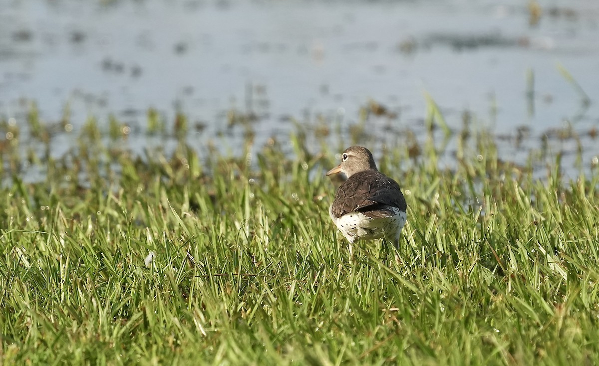 Spotted Sandpiper - ML353778711