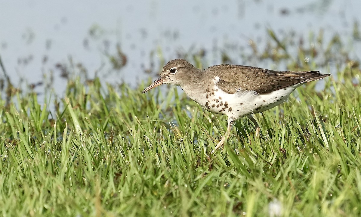 Spotted Sandpiper - ML353778761