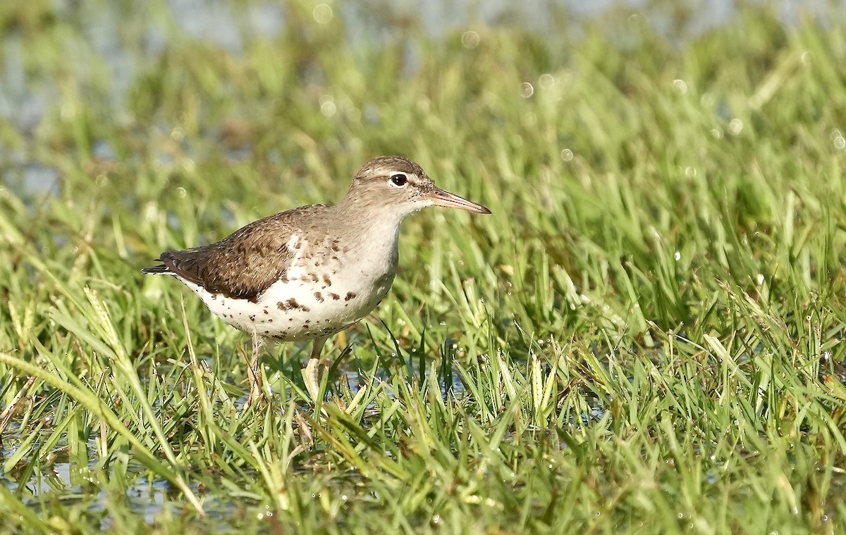 Spotted Sandpiper - ML353778851