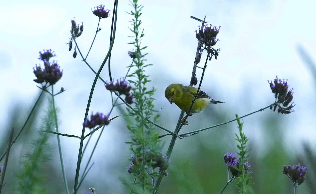 American Goldfinch - ML353779221
