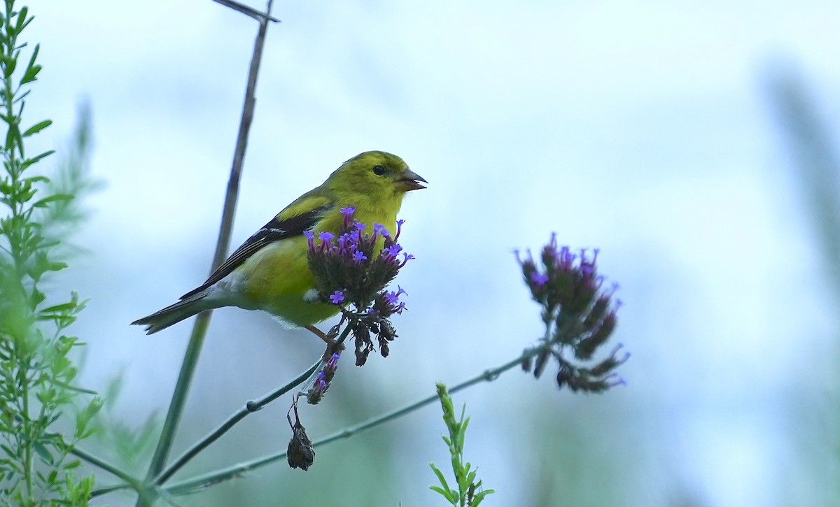 American Goldfinch - ML353780171