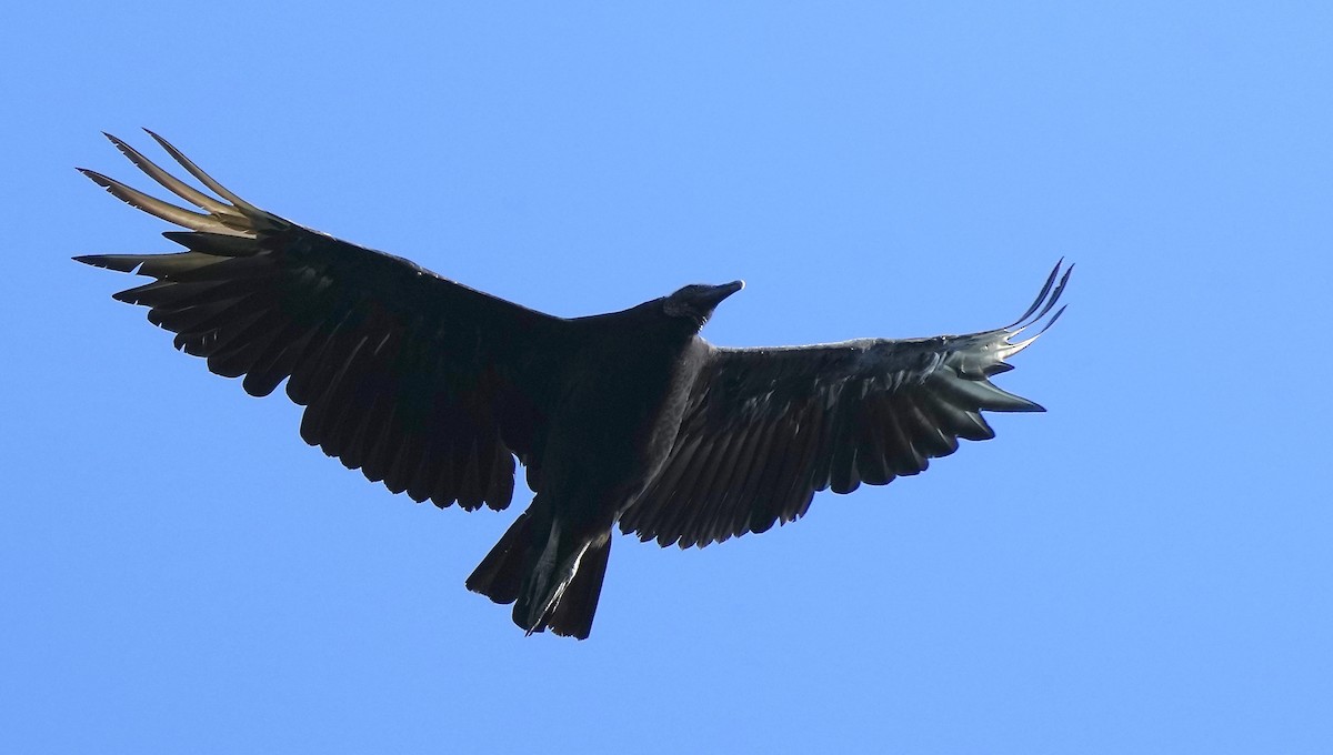 Black Vulture - ML353781011