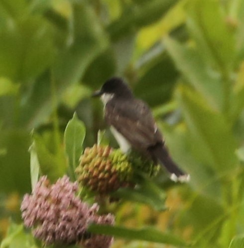 Eastern Kingbird - Cathy Cox