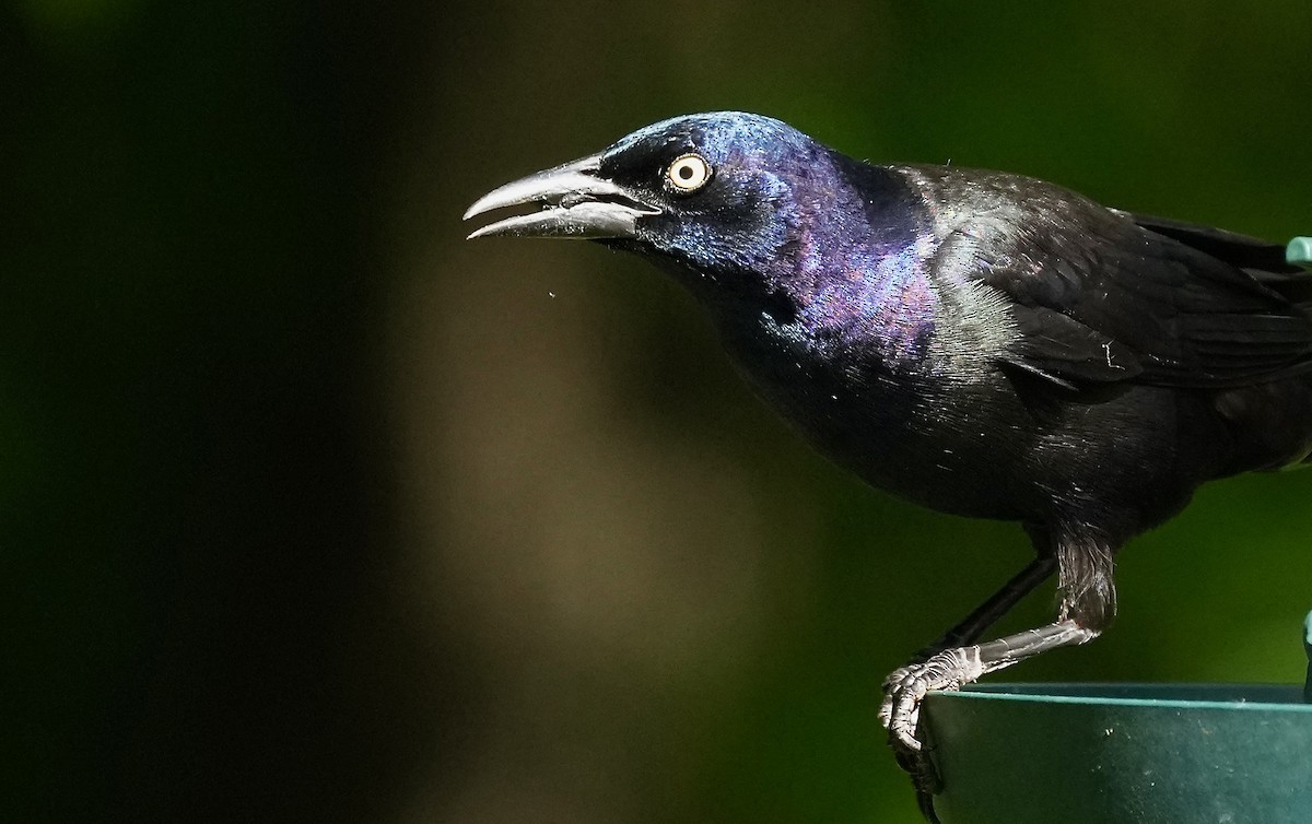 Common Grackle - Sunil Thirkannad