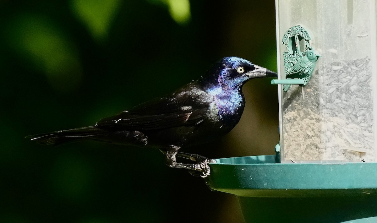 Common Grackle - Sunil Thirkannad