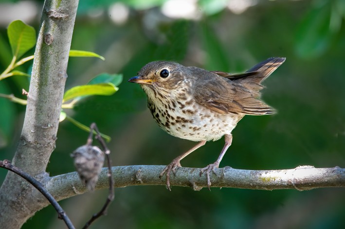 Swainson's Thrush - Clive Keen
