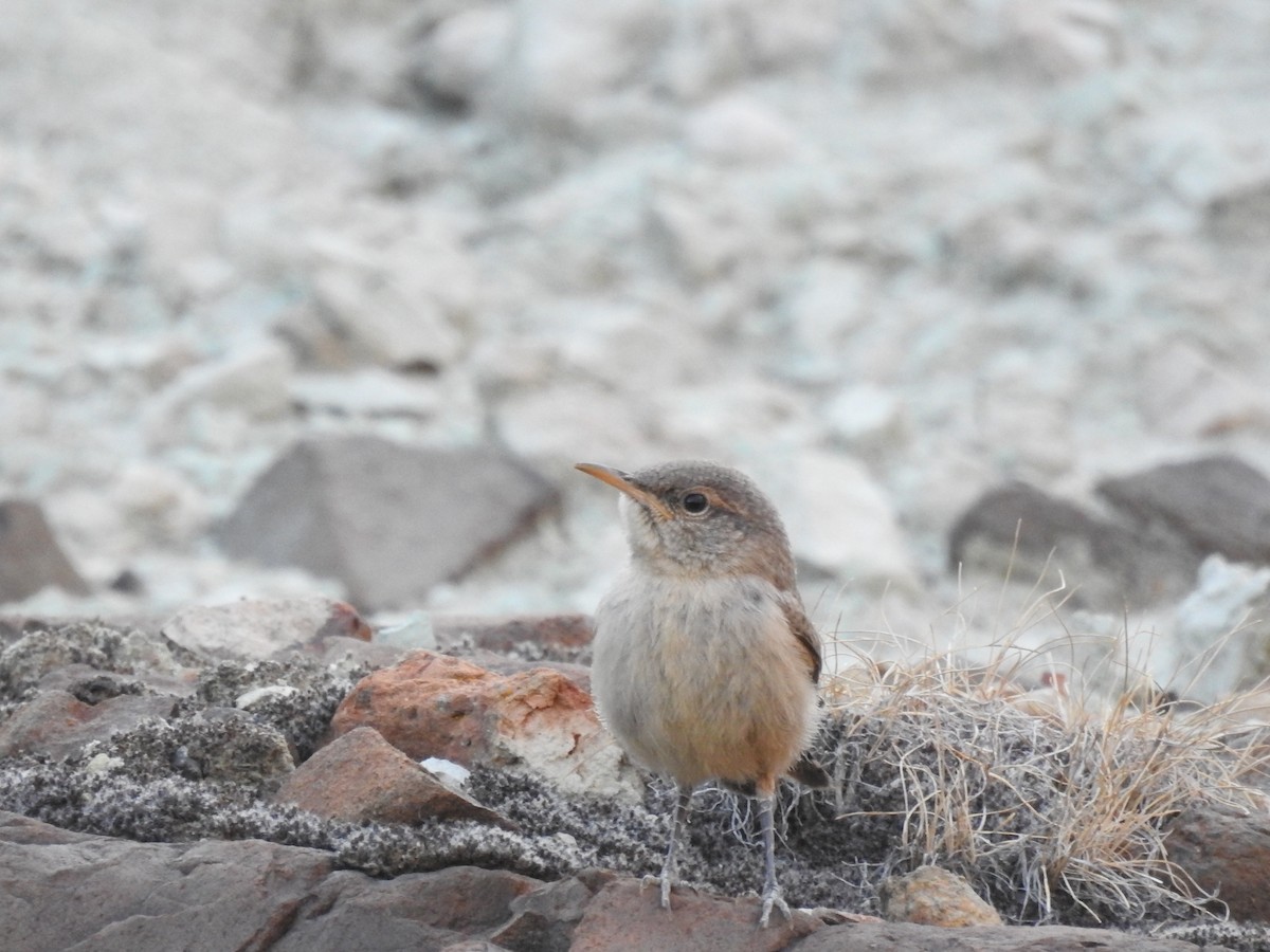 Rock Wren - Connor Langan