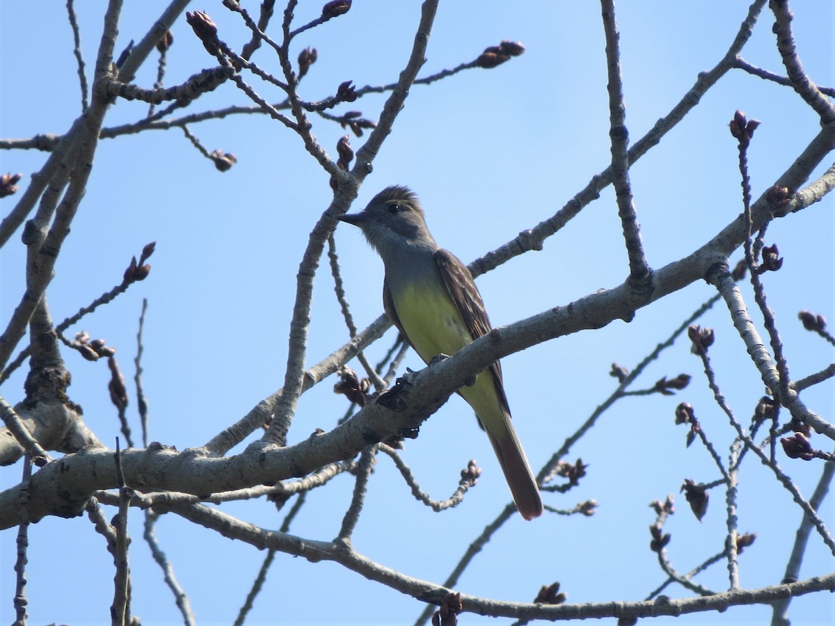 Great Crested Flycatcher - ML353788701