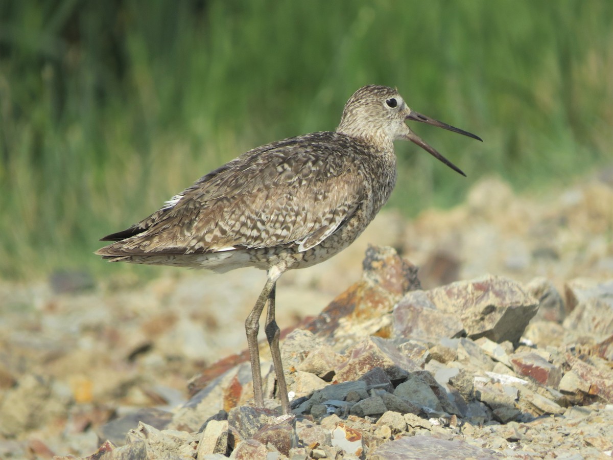 Willet - Curtis Wall