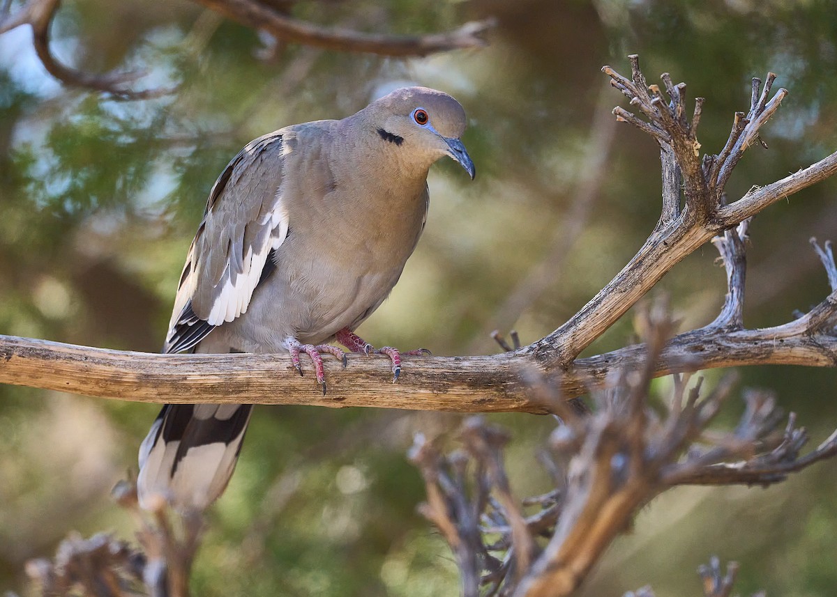 White-winged Dove - Julie Laity