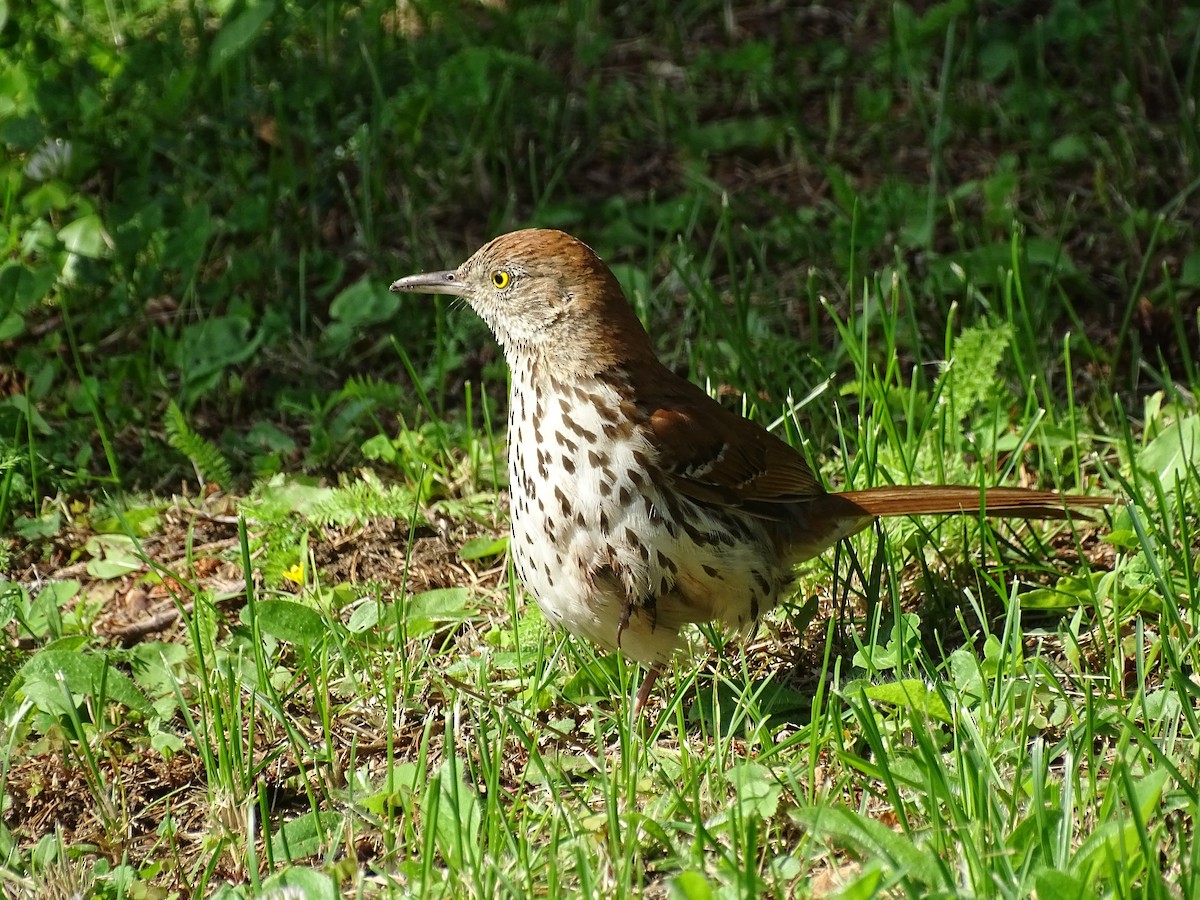 Brown Thrasher - claudine lafrance cohl