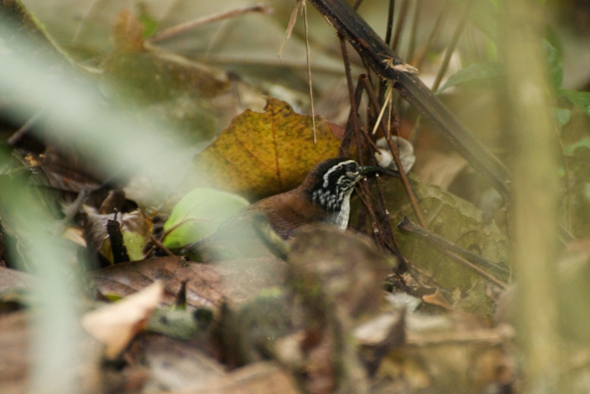 White-breasted Wood-Wren (Cherrie's) - Christian  Nunes