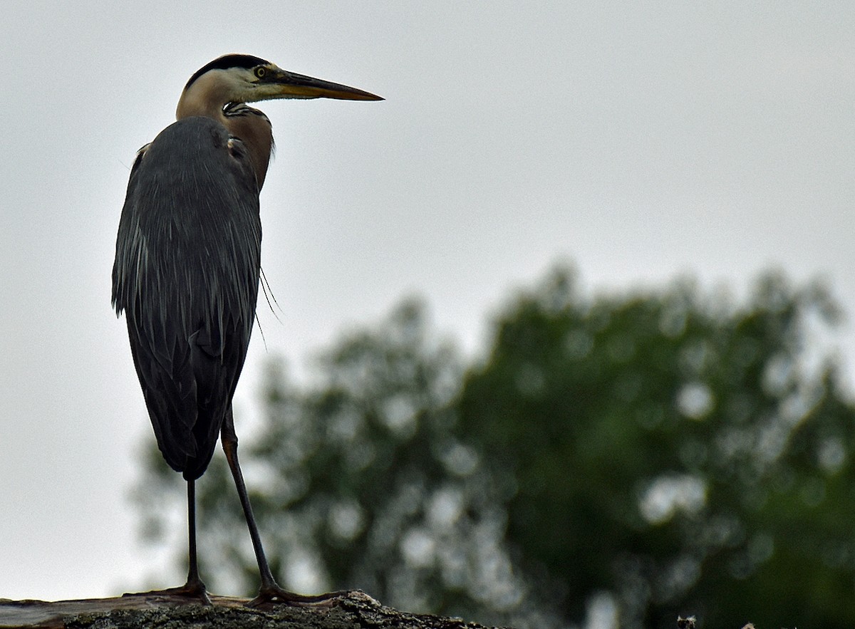 Great Blue Heron - ML353792271
