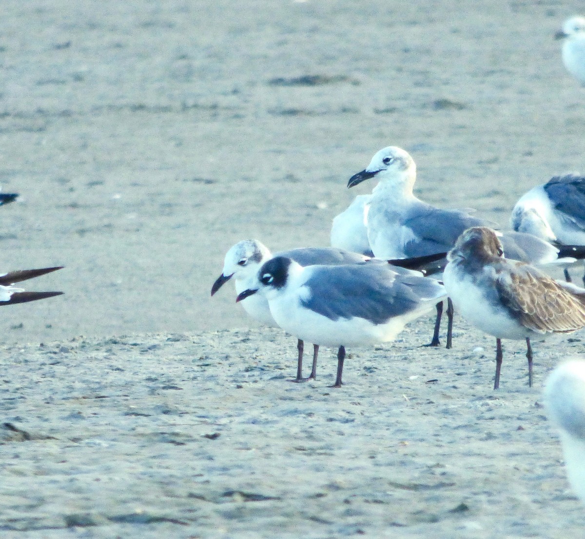 Franklin's Gull - Dave Hart