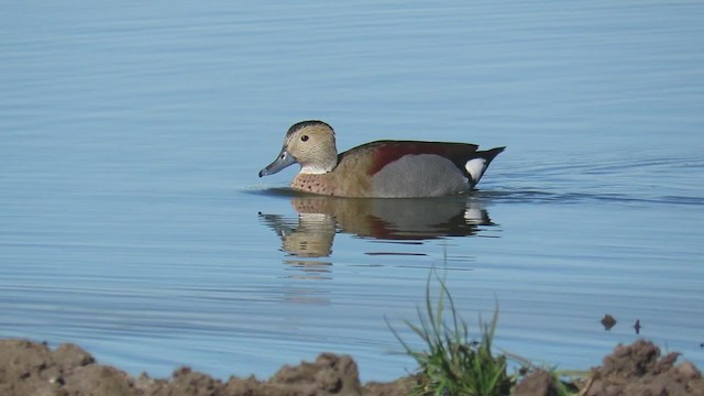 Ringed Teal - ML353793081