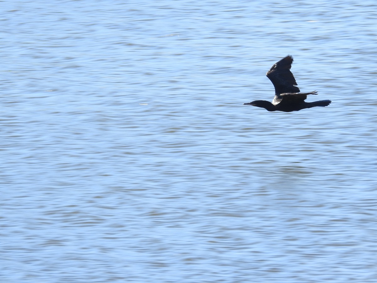 Cormorán Biguá - ML353794191