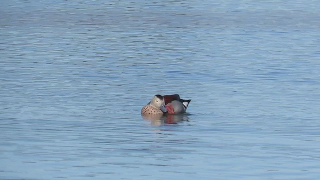 Ringed Teal - ML353794231