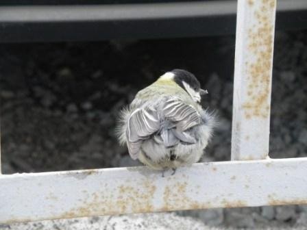 Great Tit - ML353794411