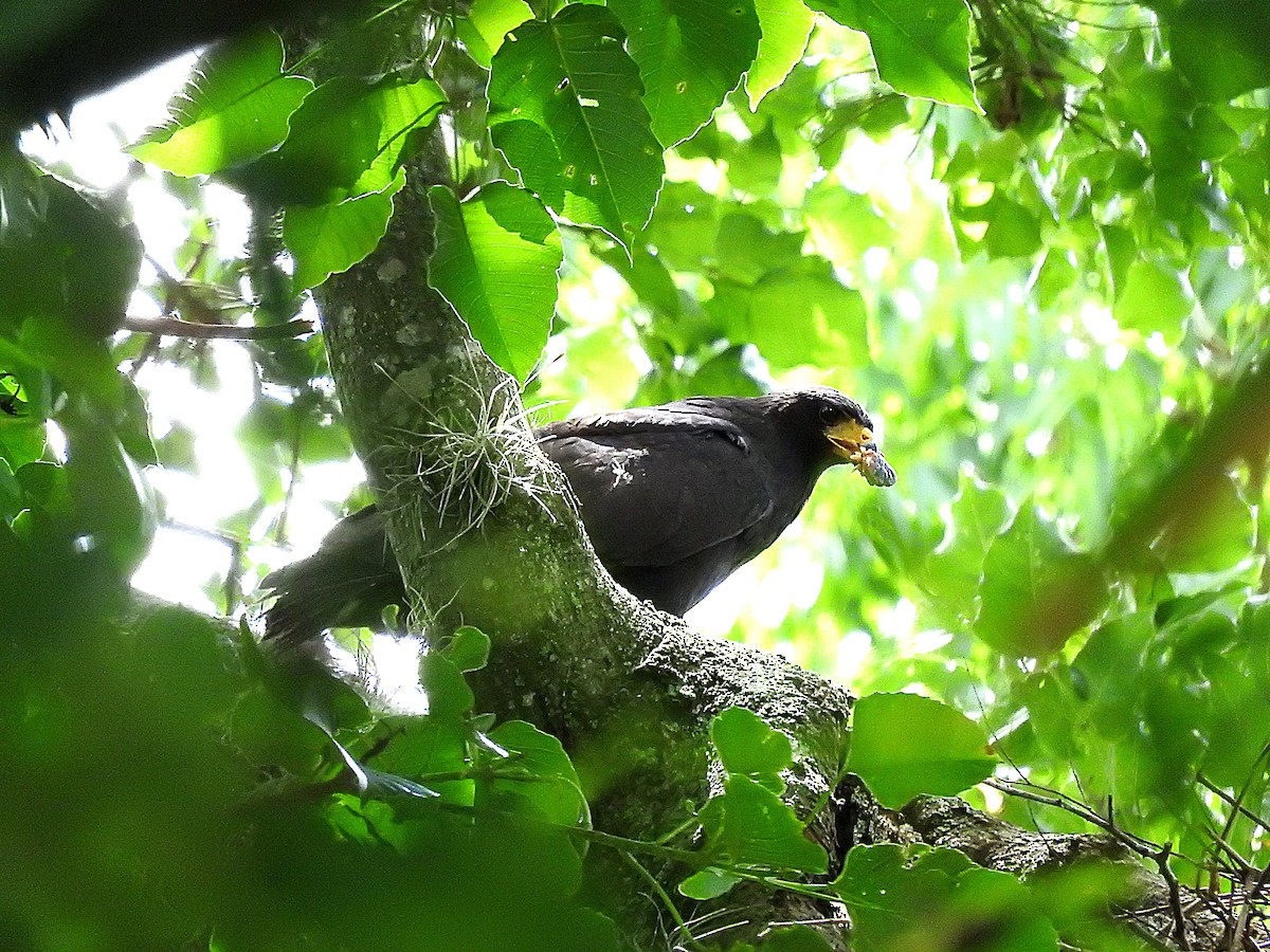 Common Black Hawk - ML353794831