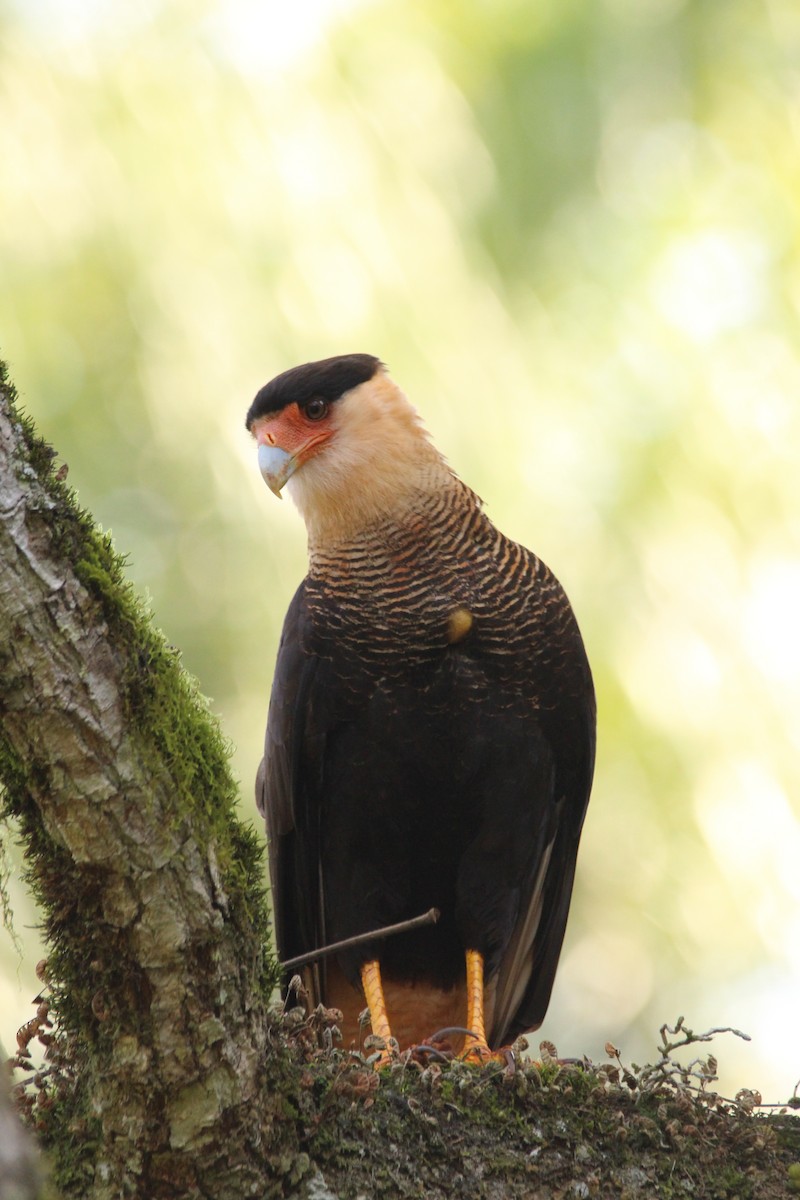 Crested Caracara (Southern) - ML353795571