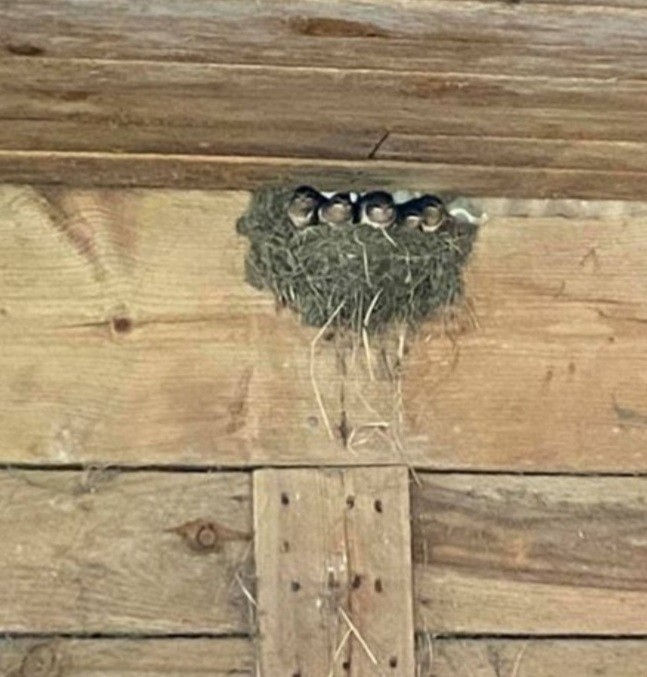 Barn Swallow - Janice House