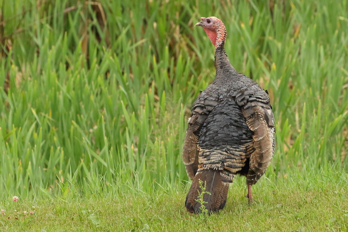 Wild Turkey - ML353797031