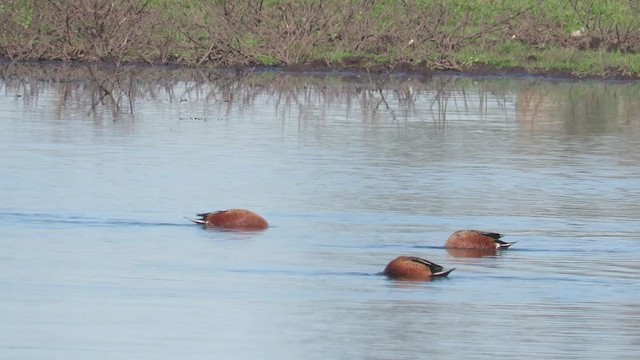 Red Shoveler - ML353797291