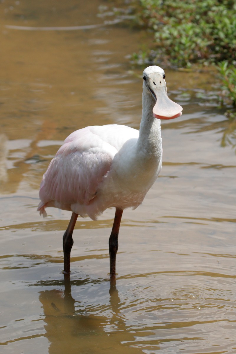 Roseate Spoonbill - ML353797841