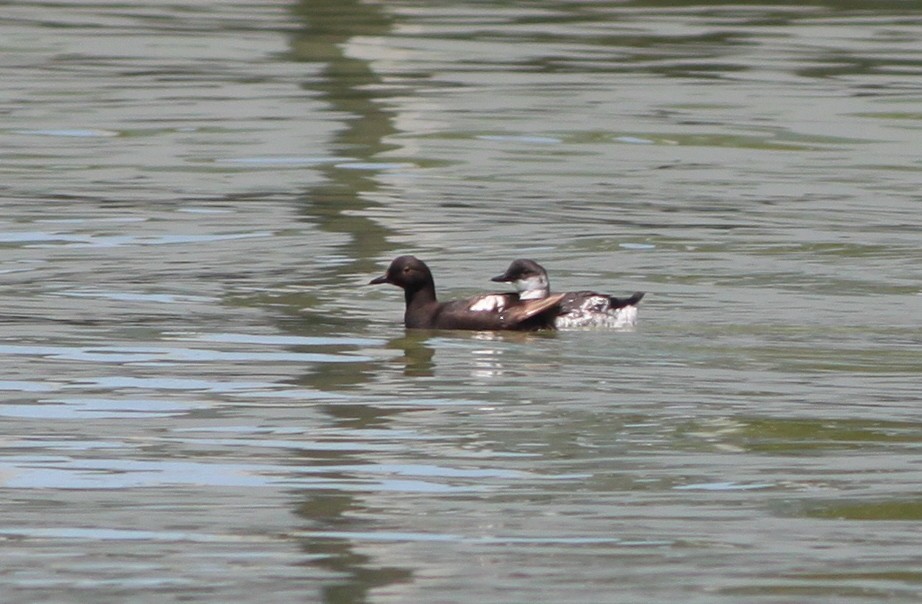 Pigeon Guillemot - ML353798071