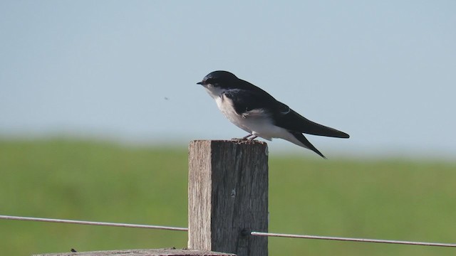 Chilean Swallow - ML353798151