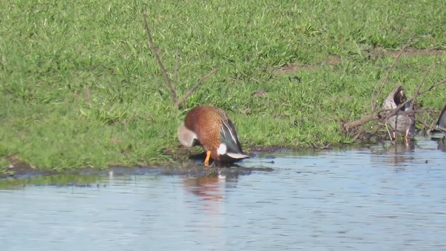 Red Shoveler - ML353798251