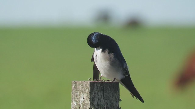 Chilean Swallow - ML353798271