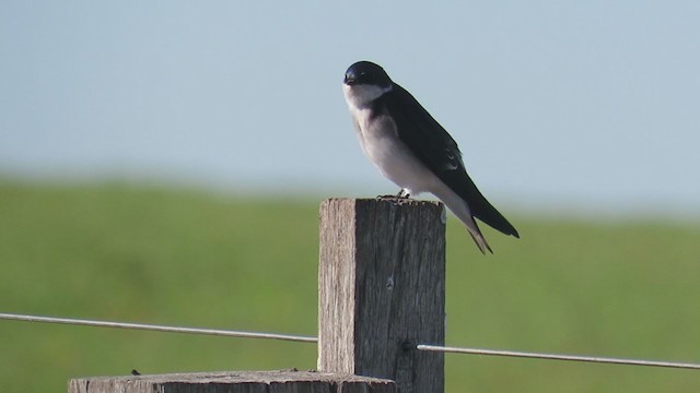 Chilean Swallow - ML353798611