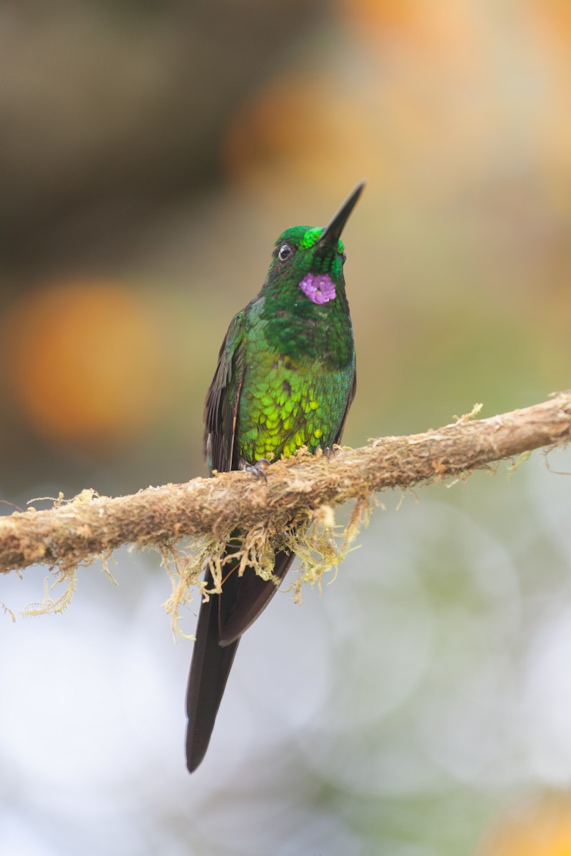 Green-crowned Brilliant - ML353801821