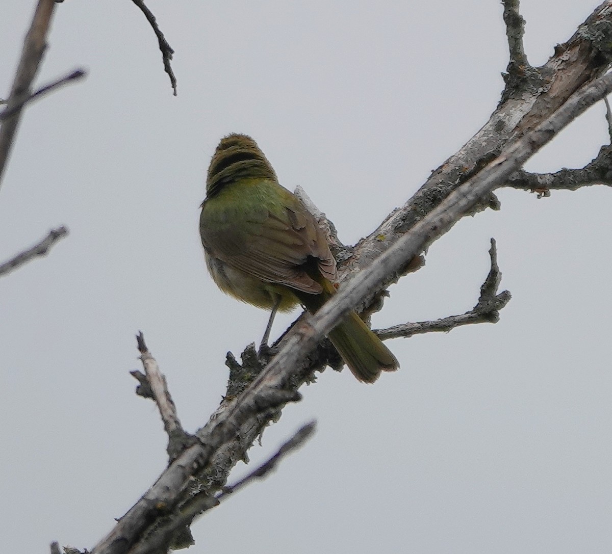 Painted Bunting - ML353802051