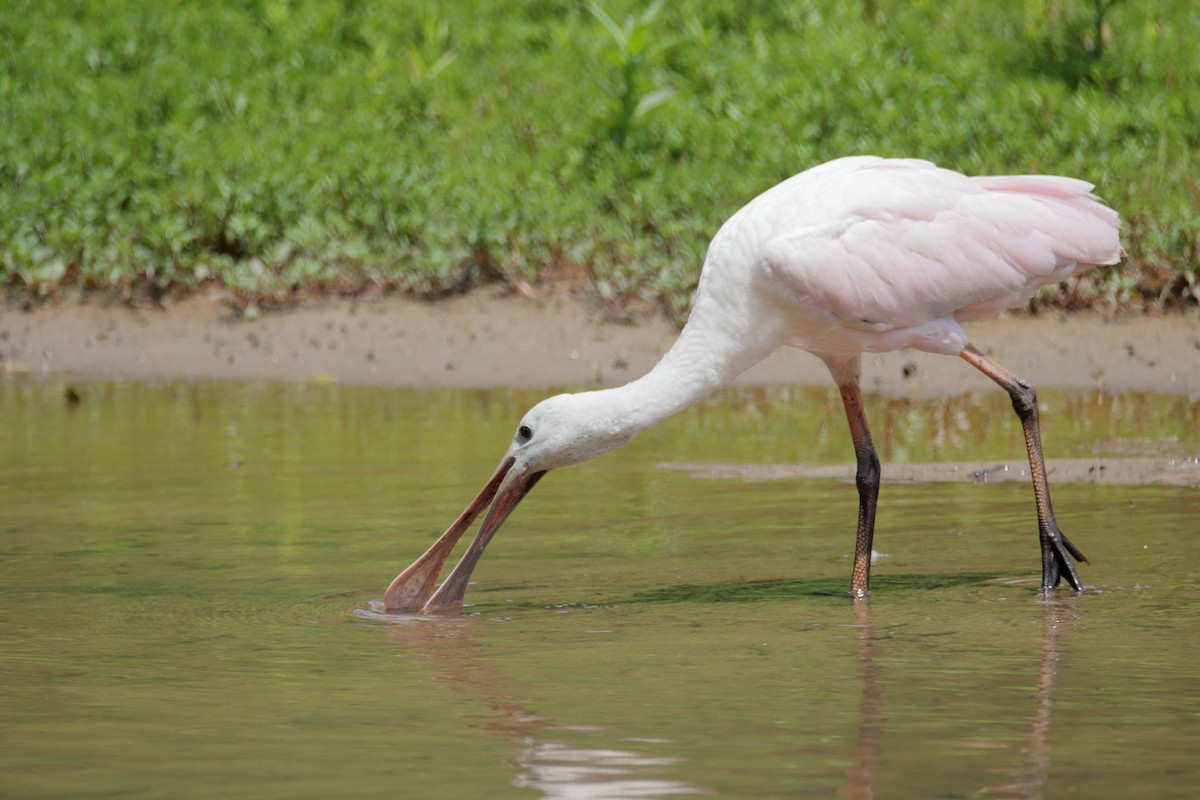 Roseate Spoonbill - ML353802071