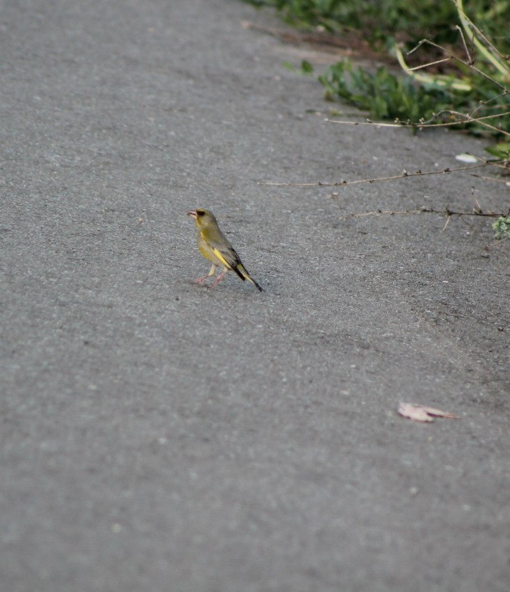 European Greenfinch - ML353802361