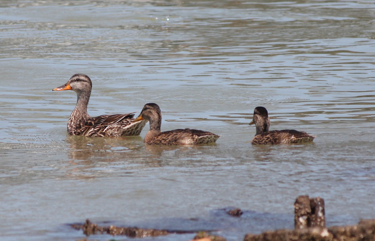Mallard - ML353802511