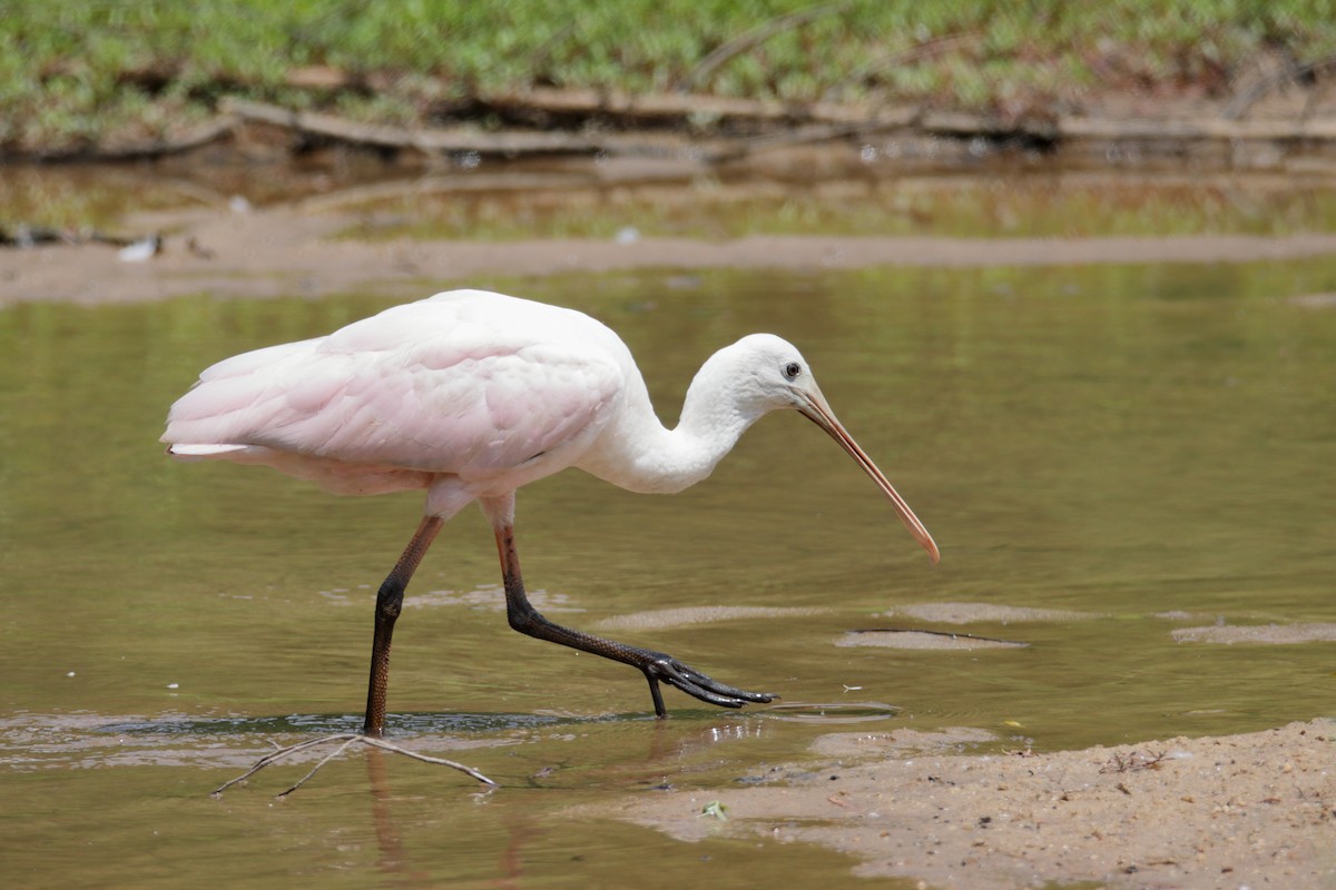 Roseate Spoonbill - ML353802821