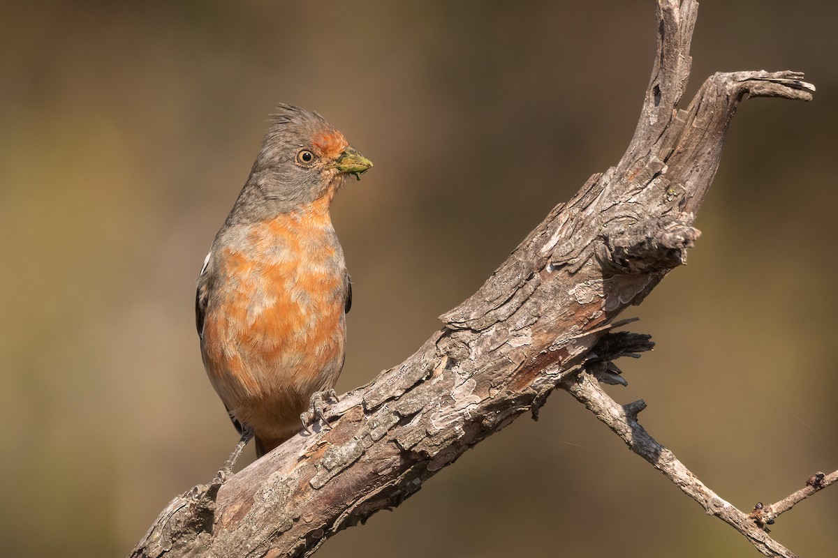 Rara du Paraguay - ML353803461