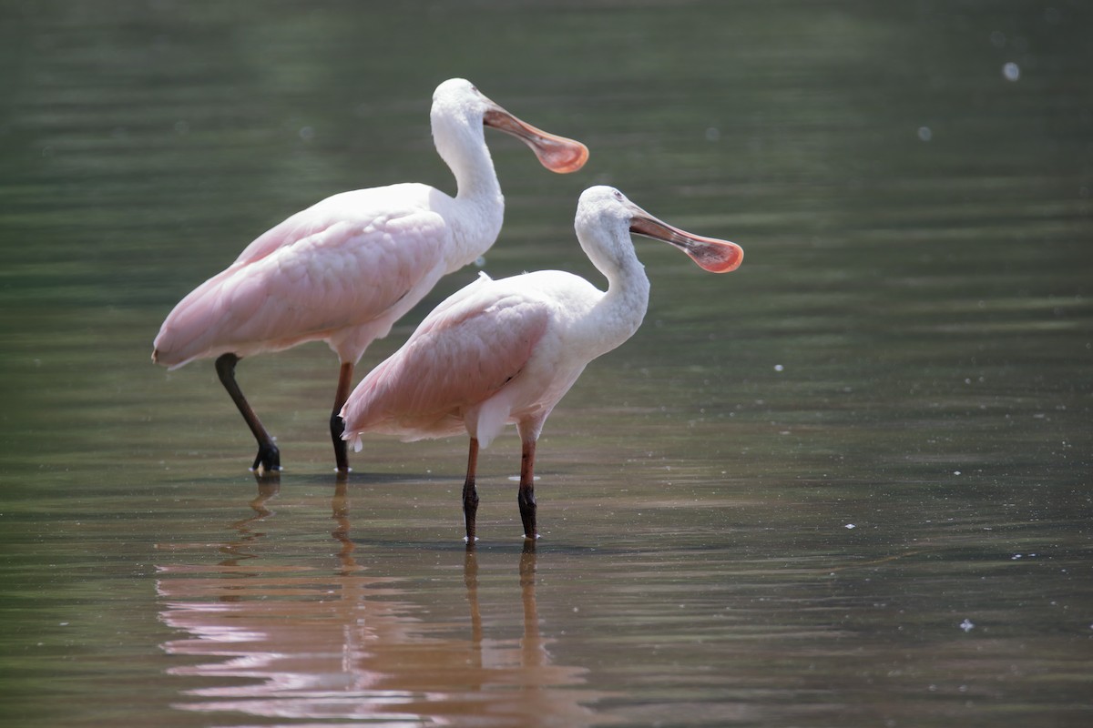 Roseate Spoonbill - ML353803791