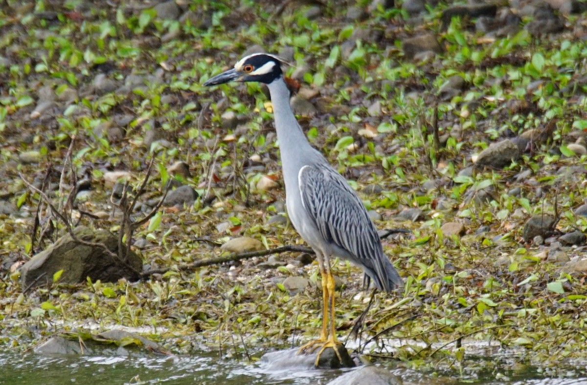 Yellow-crowned Night Heron - ML353804301